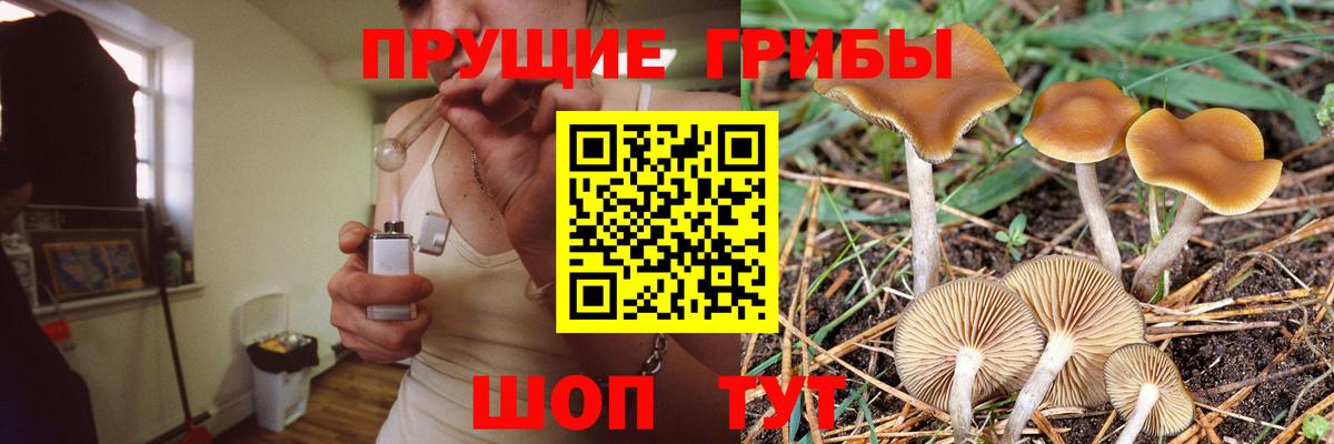 Галлюциногенные грибы Psilocybine cubensis Муравленко